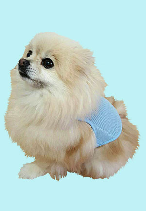 Pomeranian picture 2