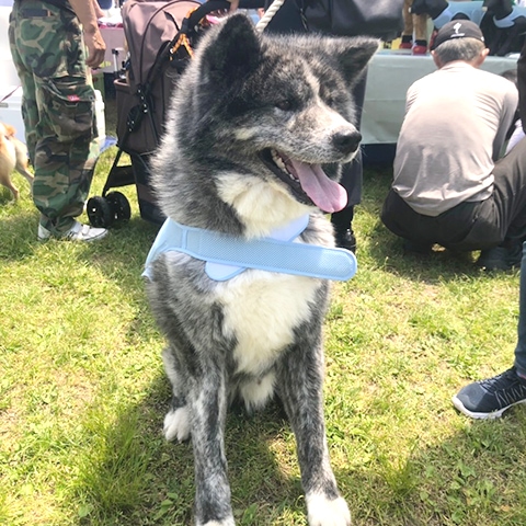 秋田犬試着写真１