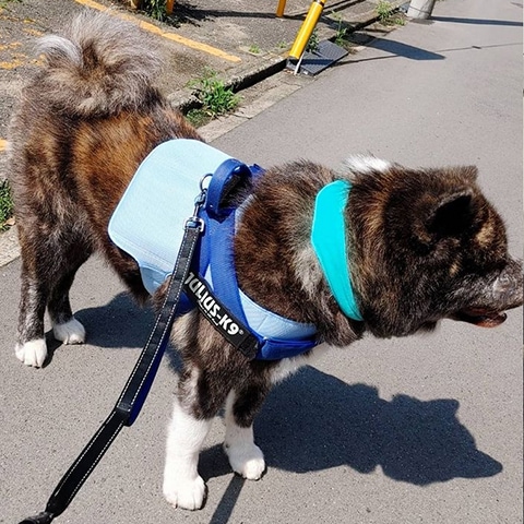 秋田犬試着写真７