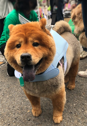 Chow Chow picture 1