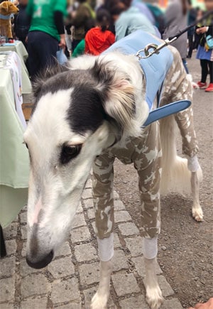 Borzoi picture 1