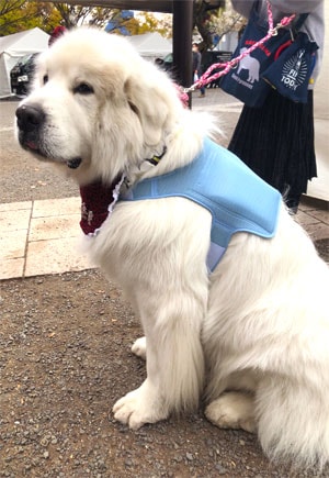 Great Pyrenees picture 1