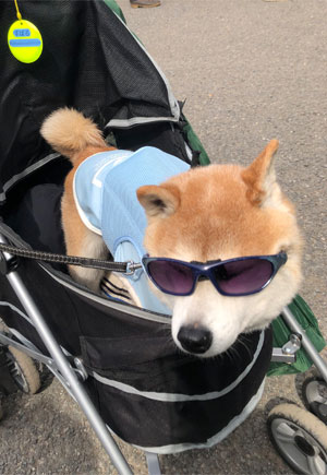 Shiba Inu picture 6