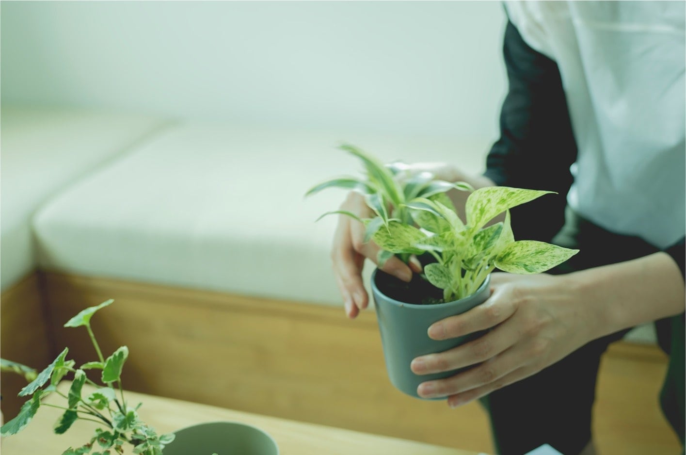 植物がもたらす心の潤いを 人々に届ける Green Green アンドグリーン 水だけで簡単 アレンジ自在の観葉植物