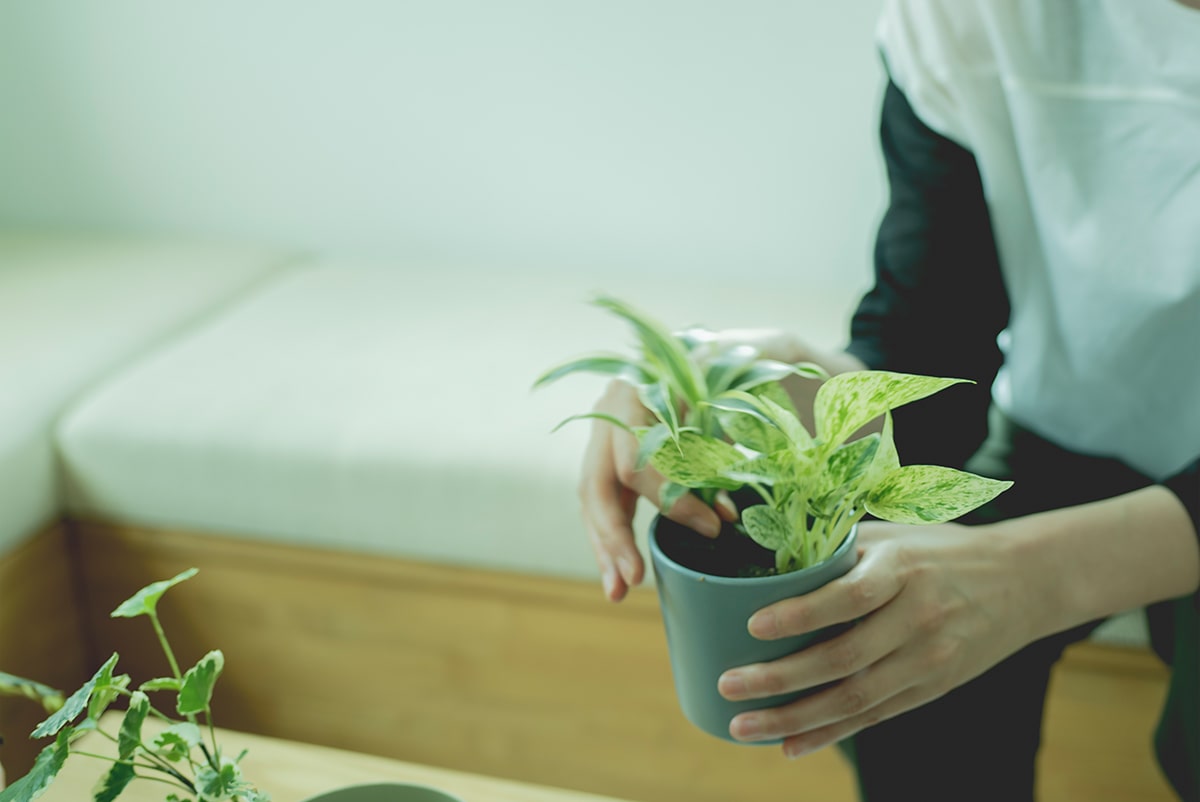 小さいから育てやすい ミニ観葉植物おすすめの種類をご紹介 Green アンドグリーン 水だけで簡単 アレンジ自在の観葉植物