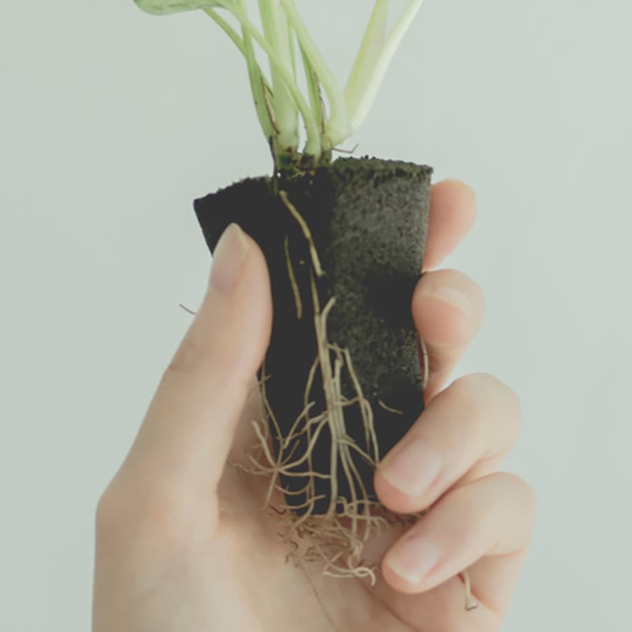 Green アンドグリーン 水だけで簡単 アレンジ自在の観葉植物