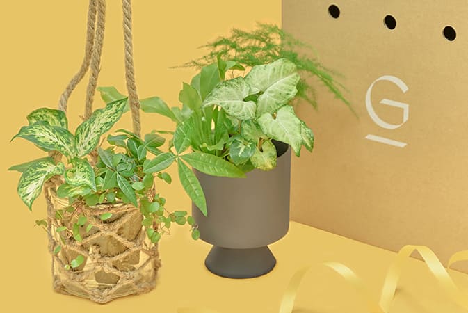 バレンタインギフトに＆Greenの観葉植物を