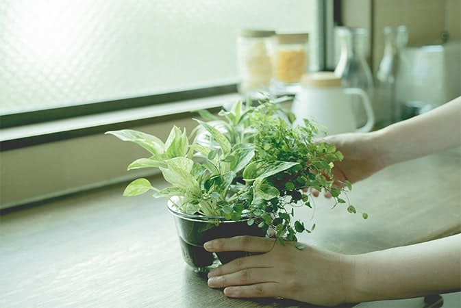 初心者でも育てやすい！室内をおしゃれに変えるおすすめの観葉植物とは？