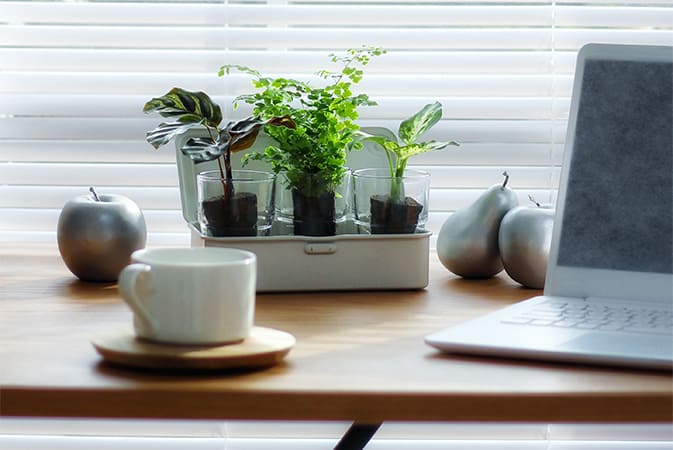 オフィスや自宅でも！デスク（卓上）を彩るミニ観葉植物9選