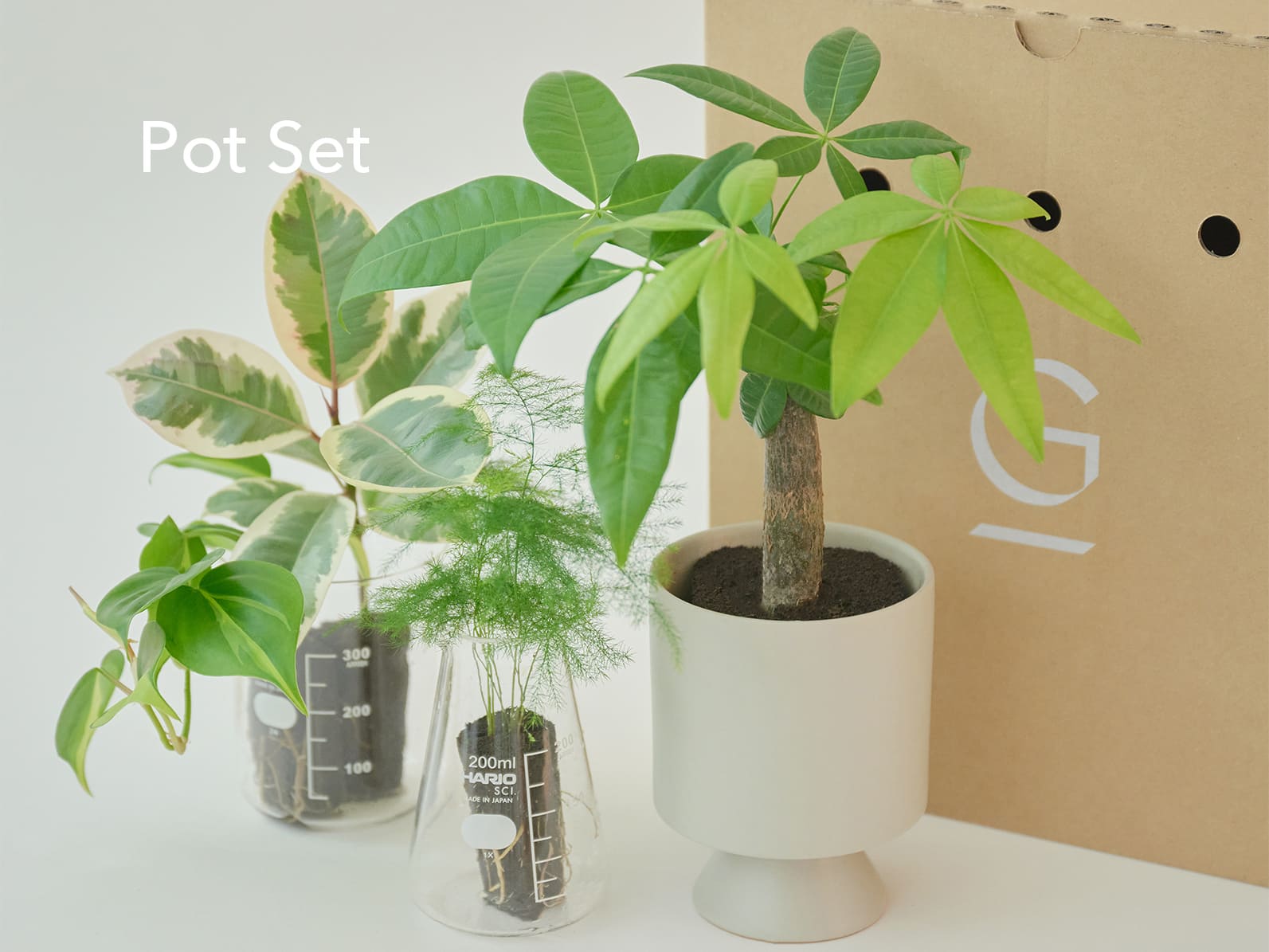 水だけで育つ観葉植物&Green Pot Set
