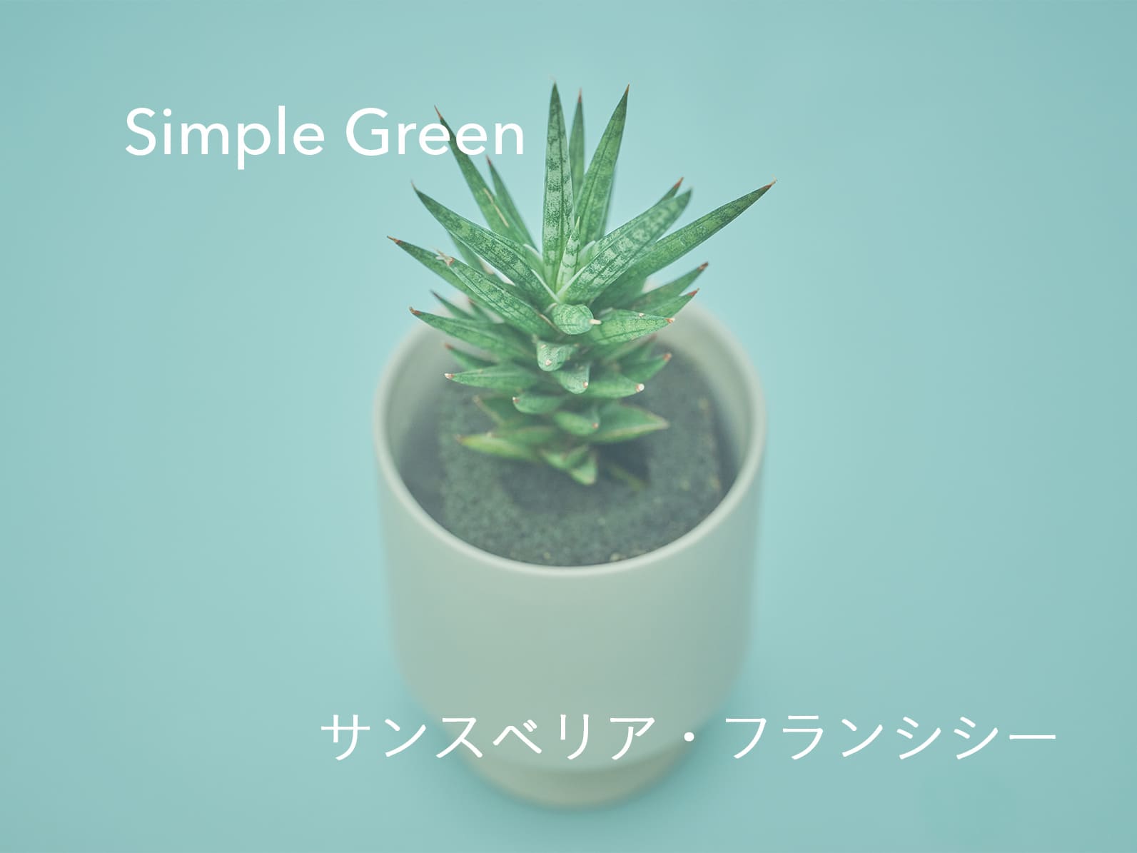 水だけで育つ観葉植物&Green Simple Green サンスベリア・フランシシー