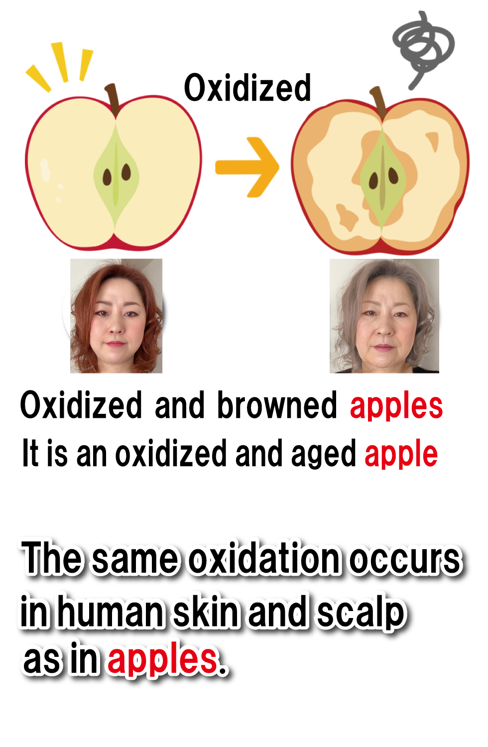 An apple that has oxidized and turned brown. An apple that has become oxidized and aged. The same oxidation that occurs in apples occurs in the human skin and scalp.