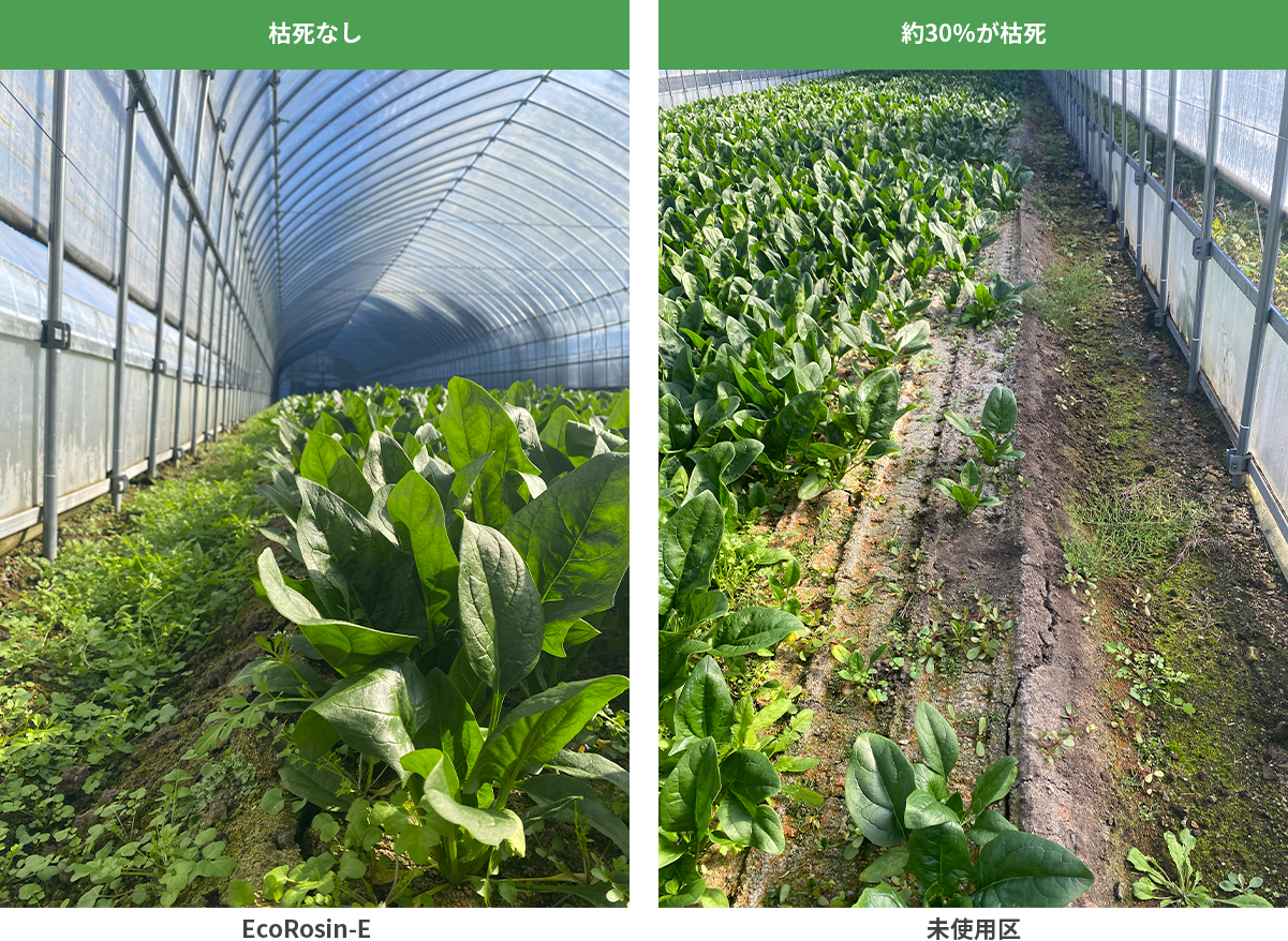 ホウレンソウ試験結果