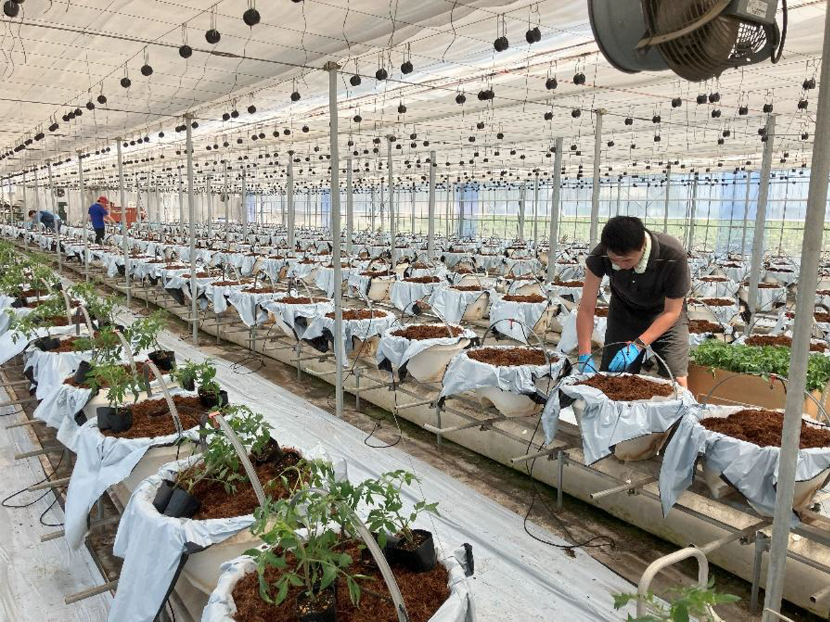 トマト試験結果