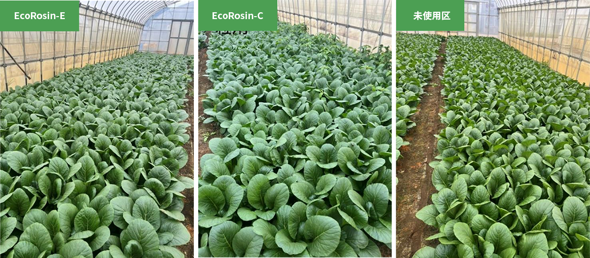 コマツナ試験結果