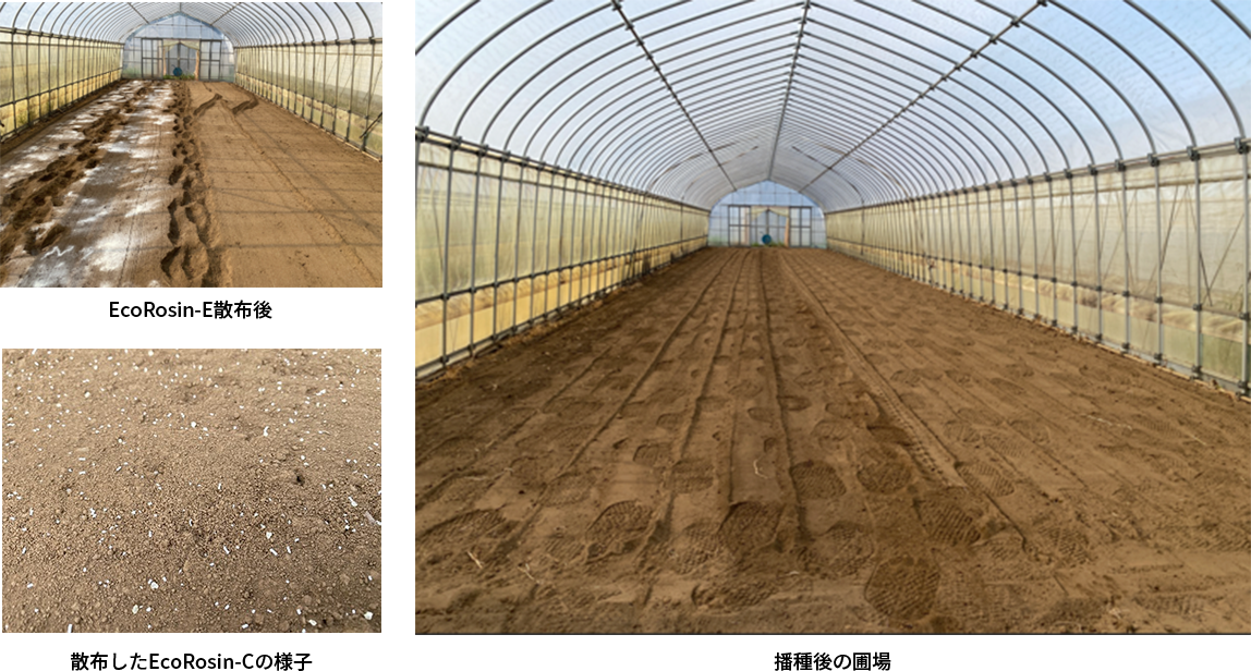 コマツナ試験結果