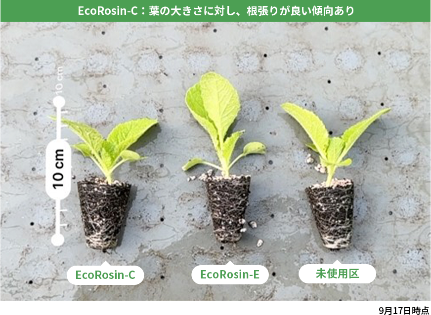 ハクサイ試験結果