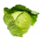 キャベツ