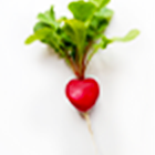 ハツカダイコン