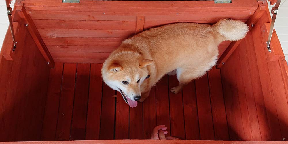 【お庭】片屋根木製犬舎の設置イメージ6