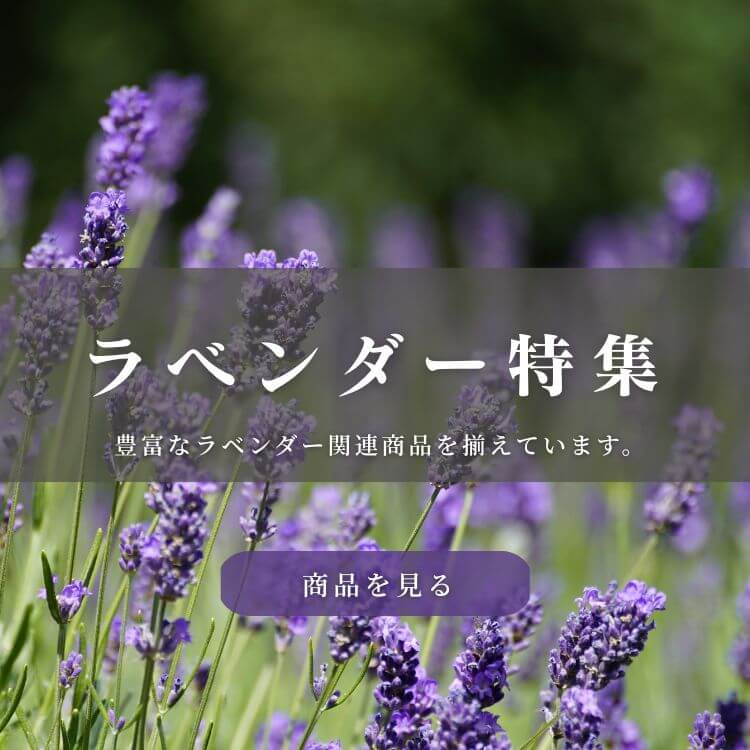 ラベンダー特集