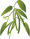 バニラアロマオイル