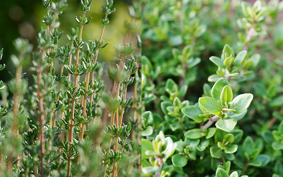 ���⥿���פȤ�