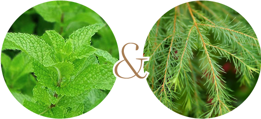 �ڥѡ��ߥ�Ȥȥƥ����ȥ꡼