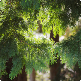 �� (Hinoki)