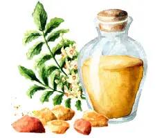 フランキンセンス5ml エッセンシャルオイル Aromashop アロマショップ Mont Saint Michel