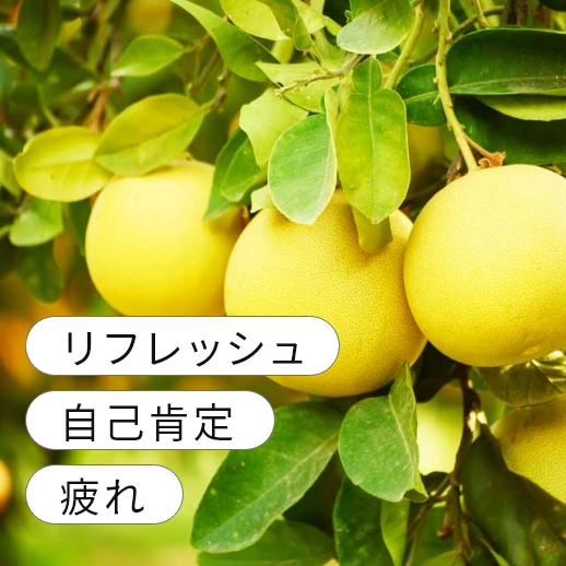 ���졼�ץե롼��