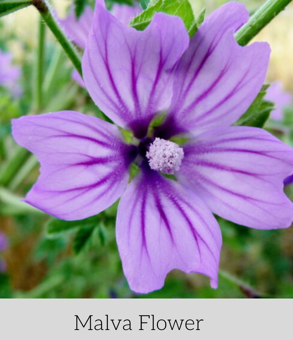 Artoftea アートオブティー ハーブ