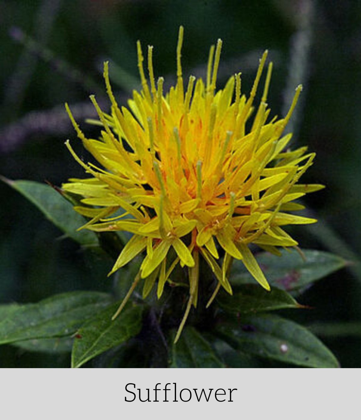 Artoftea アートオブティー ハーブ