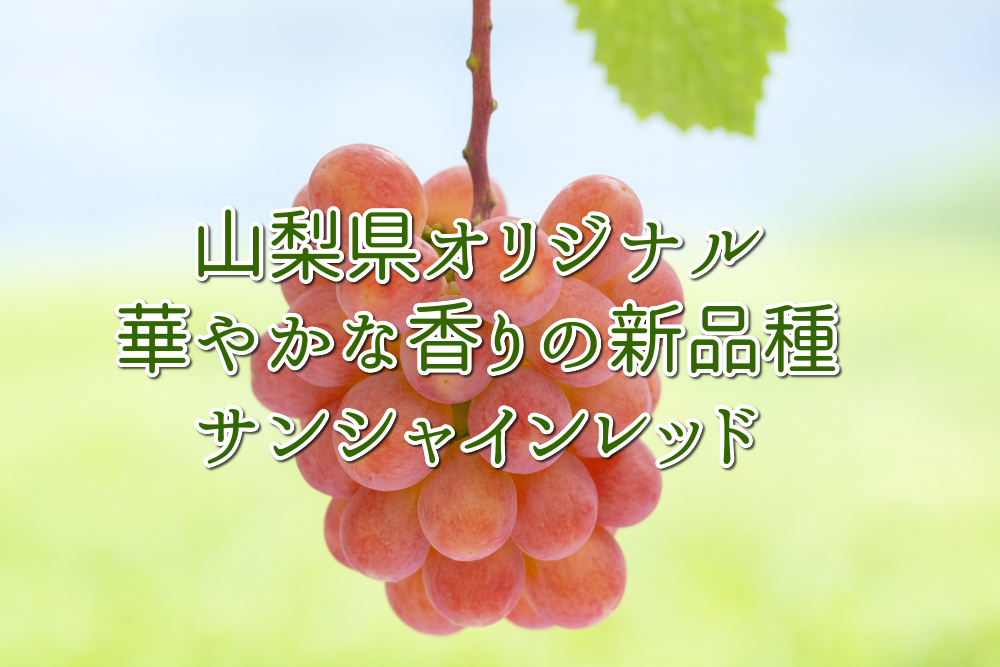 ������̵���ۡ����󥷥㥤���åɡ����������ꥸ�ʥ��ʼ����˼Ȣ�͡�