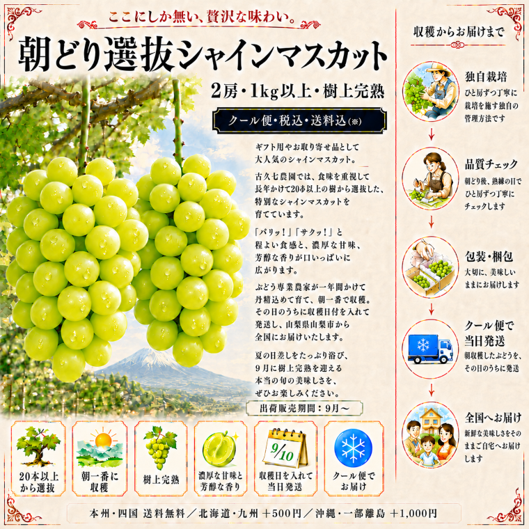 シャインマスカット通販【送料無料】山梨から最高級ぶどうシャイン