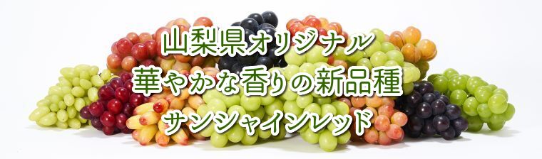サンシャインレッド通販【送料無料】☆山梨県山梨市から、山梨のギフト
