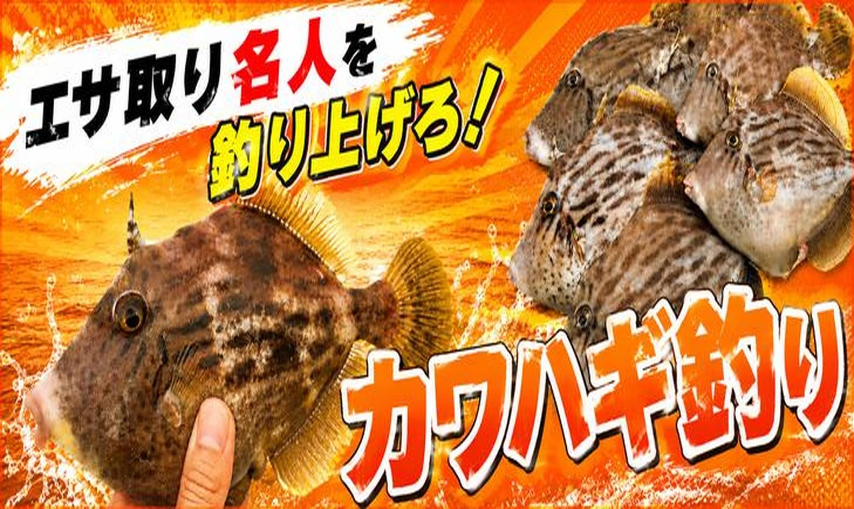 カワハギ