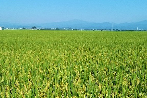 仕入れ｜3つのこだわり!