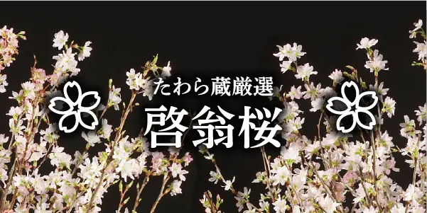 啓翁桜
