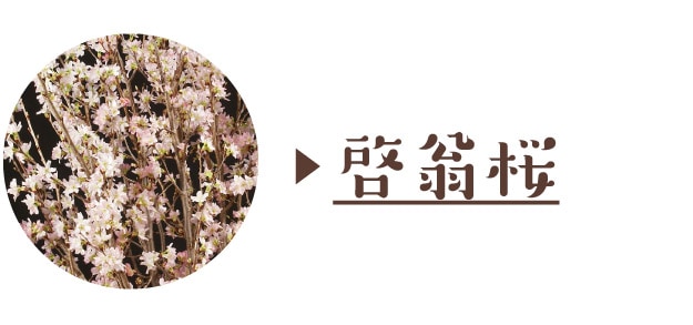 啓翁桜
