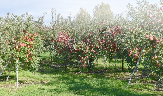 岩渕ファームさんの写真