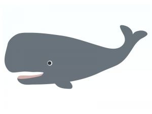 マッコウクジラ