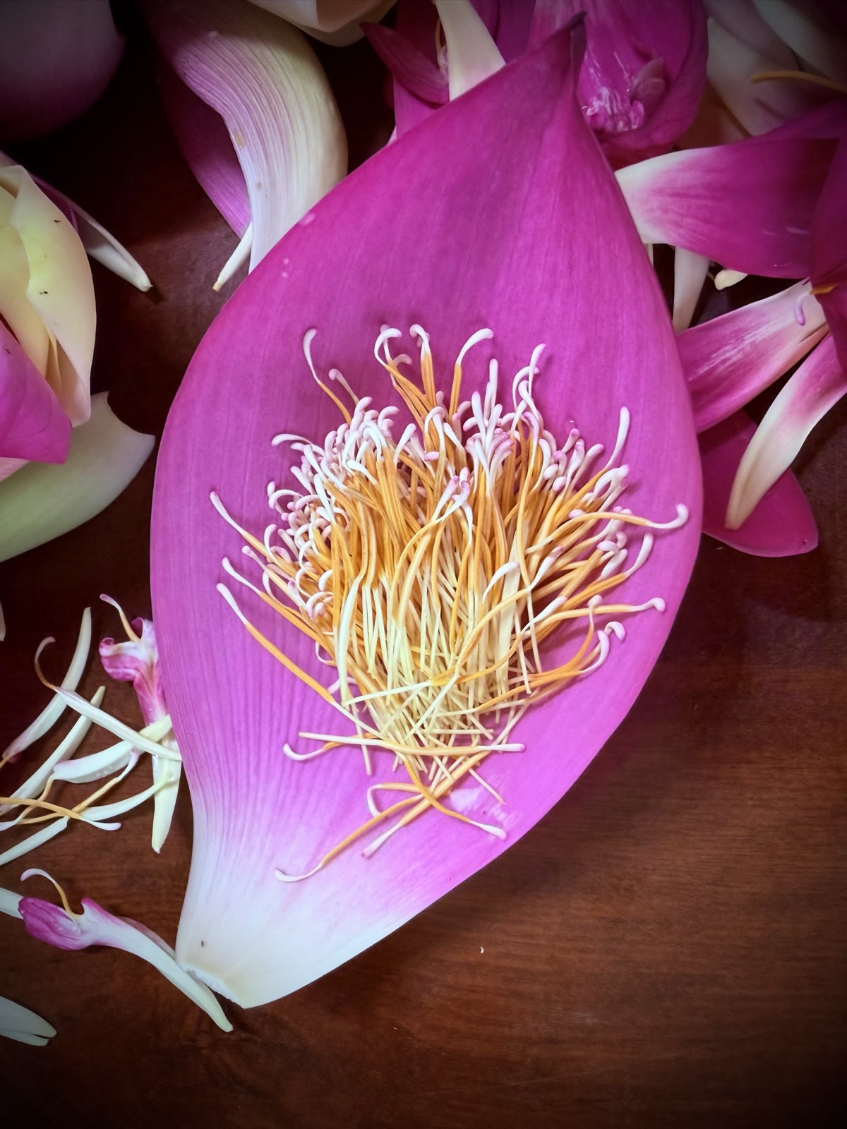 ピンクの花びらの上に集めた黄色いおしべ
