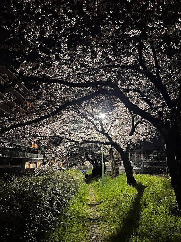 桜の夜道からもエネルギーを浴びて