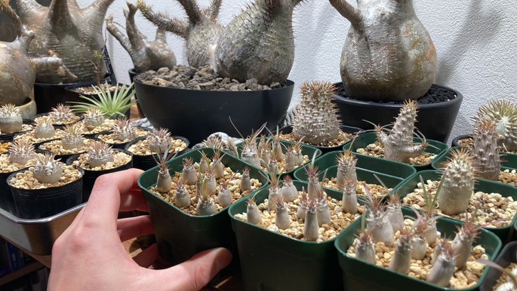 グラキリス育成】時には「常識を疑ったり、偏見を壊したりすること」も