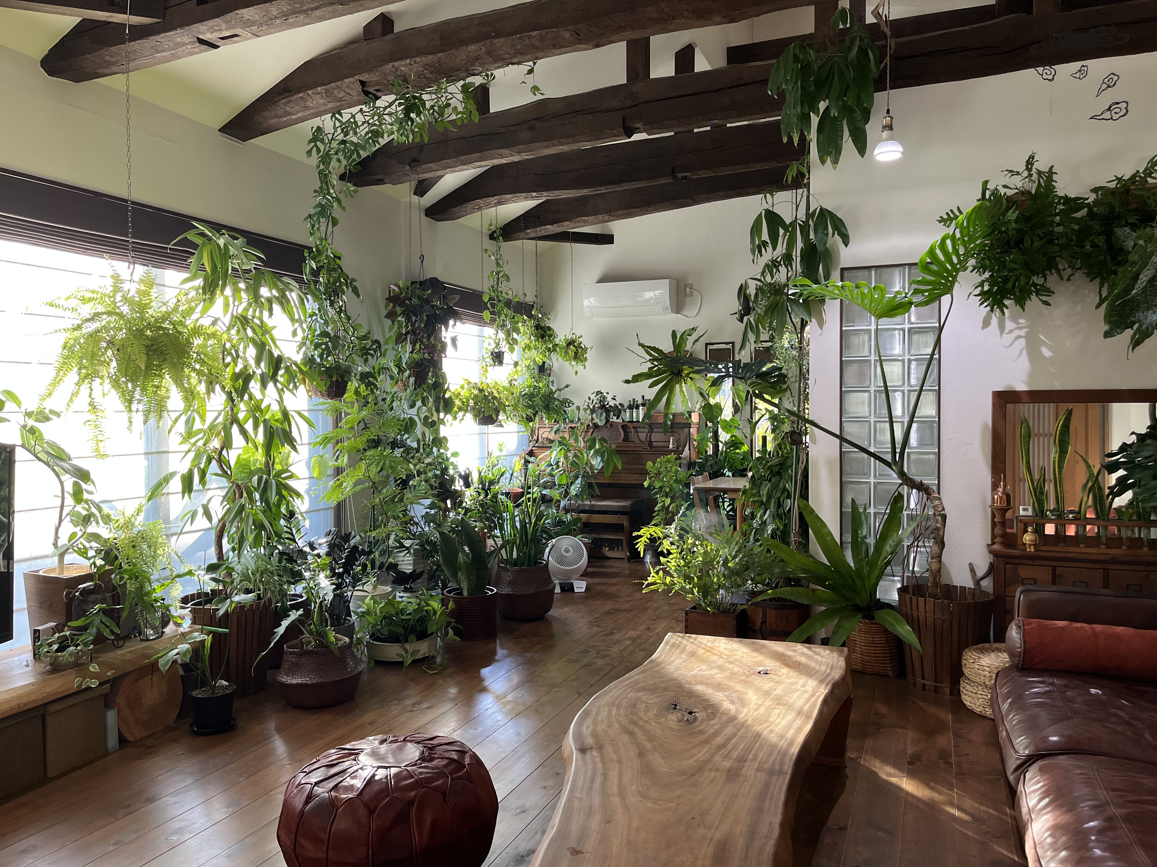 間接照明　植物　癒し 観葉植物間接照明癒し緑