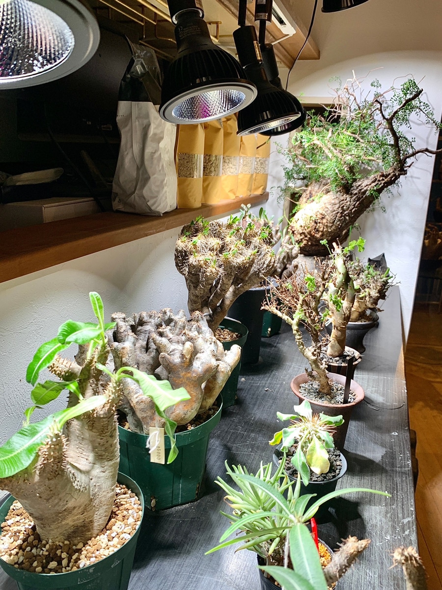 植物育成ライト専門店BARREL公式サイト