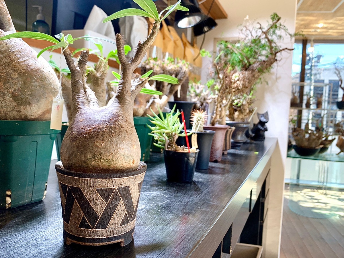 植物育成ライト専門店BARREL公式サイト