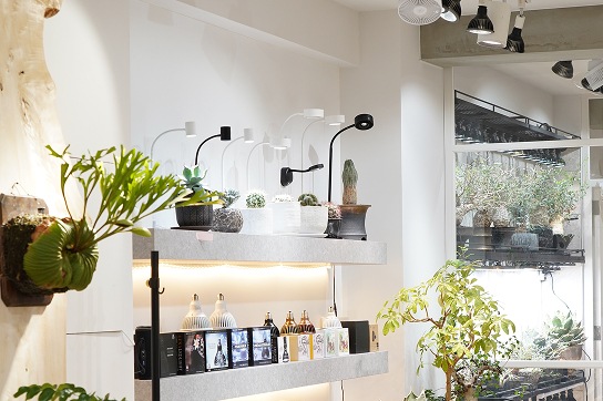 植物と照明が並ぶ白い店内