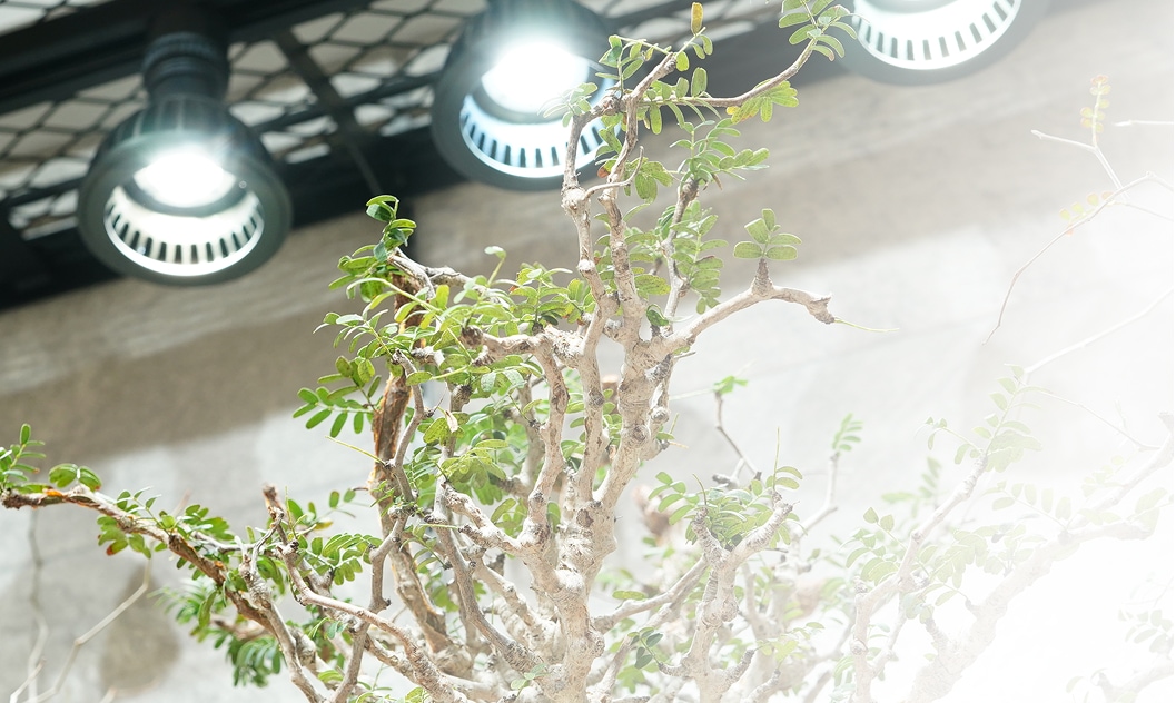 植物育成ライトに照らされた植物